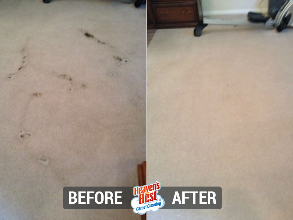 Heaven's Best Carpet Cleaning